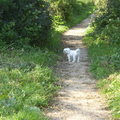 honden foto 29-09-2011

CHICKA IN HET BOS, HET WAS WEL ERG WARM