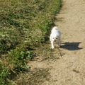 honden foto 29-09-2011

JAJA VROUWTJE IK KOM