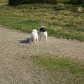 honden foto 29-09-2011

YEAHHHHHHHHH WEER SPELEN IN HET BOS