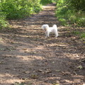 honden foto 30-09-2011

Halloooo vrouwtje, kom je nog