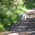 honden foto 30-09-2011

Met m,n lieve Chicka in het bos