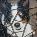 honden foto Maggie van Nicky 
10 X 15 cm Zwarte voeg
Materialen: Glasplaat,glaspuzzle 