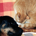 honden foto koya & tuf tuf