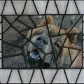 honden foto Blue van Remie
16 X 21 CM Zwarte voeg
Materialen: Glasplaat, Gekleurde Glasplaat Wit
