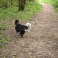 honden foto HEY DENKT CHICKA, WAT GA JE DOEN