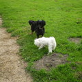 honden foto SPELENNNNNNNNNNNN, YUP YUP, ANDERE HONDJE MOCHT VOOR DE 1E KEER LOS