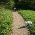 honden foto 13 OKTOBER 2011

EN HIER WAS HET WEER IEDER VOOR ZICH, NA EVEN GESPEELD TE HEBBEN