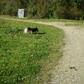 honden foto 13-OKTOBER-2011

CHICKA EN BANJER DAGEN ELKAAR UIT