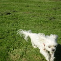 honden foto 13-OKTOBER-2011

CHICKAAAAAAAAAAAAA ALLEEN ZE WAS SNELLER ALS M,N CAMERA MET RENNEN