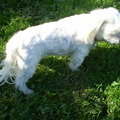 honden foto 13-OKTOBER-2011

CHICKA M,N LIEFFFFFFFFFFFFFFF