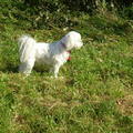 honden foto 14 OKTOBER 2011

CHICKA HOORT WAT, WAT EEN MOOIE ZONNIGE DAG WEER