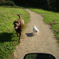 honden foto 14 OKTOBER 2011

DE GROTE EN DE KLEINE CHICKA