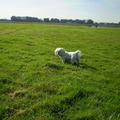 honden foto 14 OKTOBER 2011

CHICKA M,N LIEF