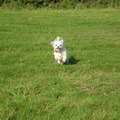 honden foto 14 OKTOBER 2011

WAT GENIET M,N LIEF, ZE LACHT ER ZELFS BIJ