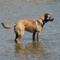 honden foto 