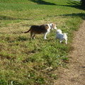 honden foto 15 OKTOBER 2011

EVEN KENNISMAKEN
