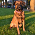 honden foto 