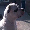 honden foto Mijn kanjer Bullsheaven Little Angel