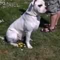 honden foto Angel
