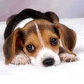 honden foto beagle pup cutey