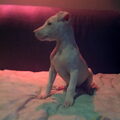 honden foto 