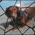 honden foto Yuki van Karin 
10 X 15 zonder rand

Materialen: Glasplaat, glasdruppel, glaspuzzel