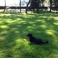 honden foto 