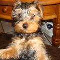 honden foto 