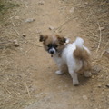 honden foto 