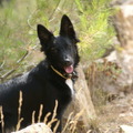 honden foto 