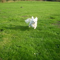 honden foto M,N LIEF CHICKA