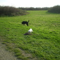 honden foto 