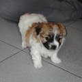 honden foto brunii!!(1-2 maanden)