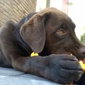 honden foto dex en z'n kluif