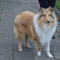 honden foto Tijdens wandeling.