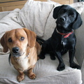honden foto altijd samen
