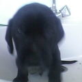honden foto 
