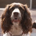 honden foto engelse springer Tank wat een koppie he
