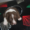 honden foto 