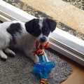 honden foto dit is onze lieve hondje.
hij heet hummer en is drie maanden