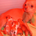 honden foto 