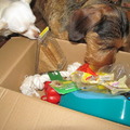 honden foto Prijs nav..... lees de brief!