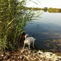 honden foto Grevelingenmeer