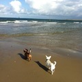 honden foto Yippie..... de zee!