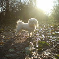 honden foto 2 DEC 2011

CHICKA M,N ZONNESTRAALTJE