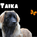 honden foto bewerkt
