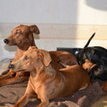 honden foto 
