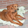 honden foto 