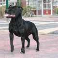honden foto 