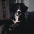 honden foto onze nieuwe aanwinst in mijn gezin lana